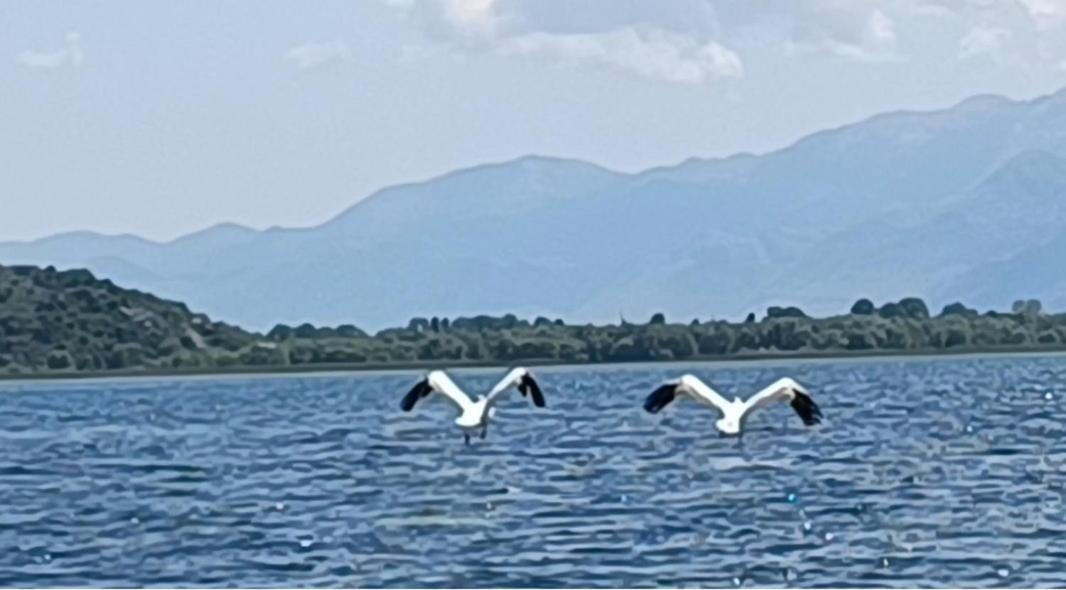 Holiday Home Haustor With Skadar Lake View Podgorica Buitenkant foto