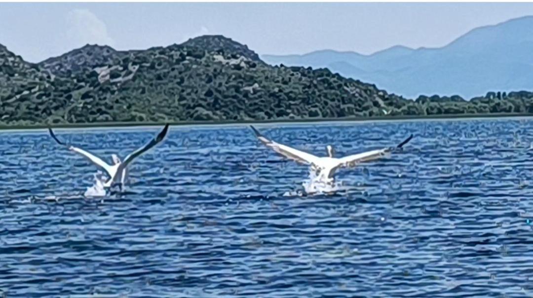 Holiday Home Haustor With Skadar Lake View Podgorica Buitenkant foto