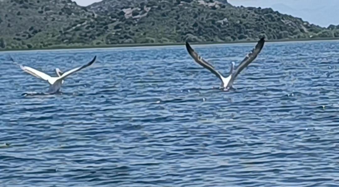 Holiday Home Haustor With Skadar Lake View Podgorica Buitenkant foto