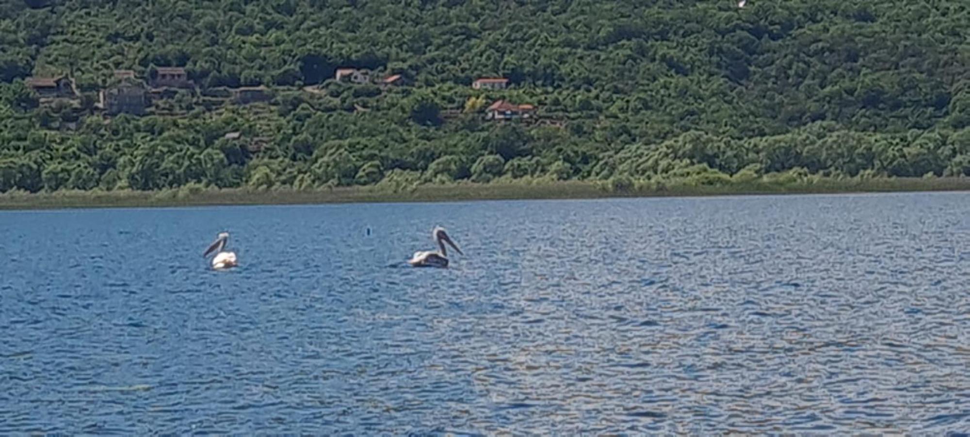 Holiday Home Haustor With Skadar Lake View Podgorica Buitenkant foto