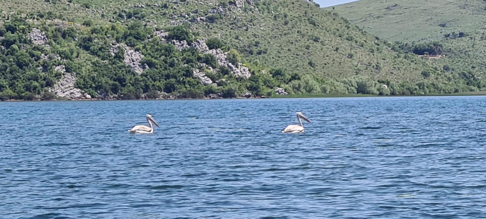 Holiday Home Haustor With Skadar Lake View Podgorica Buitenkant foto